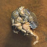 Common Toads Mating 1 